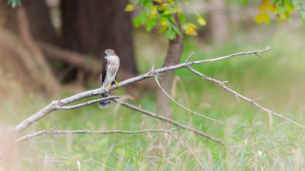 Sharp-shinned Hawk - ML646219435