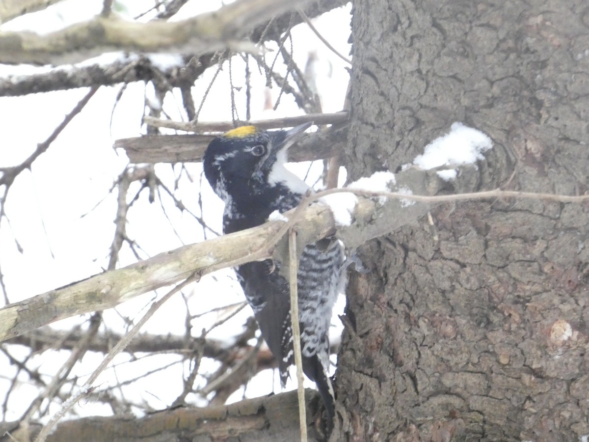 American Three-toed Woodpecker - ML646219436