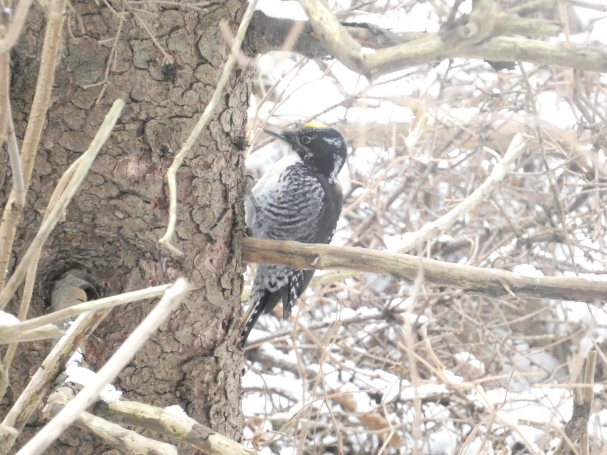 American Three-toed Woodpecker - ML646219437