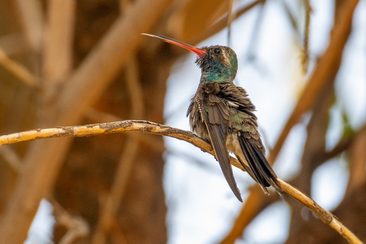 Broad-billed Hummingbird - ML646219443