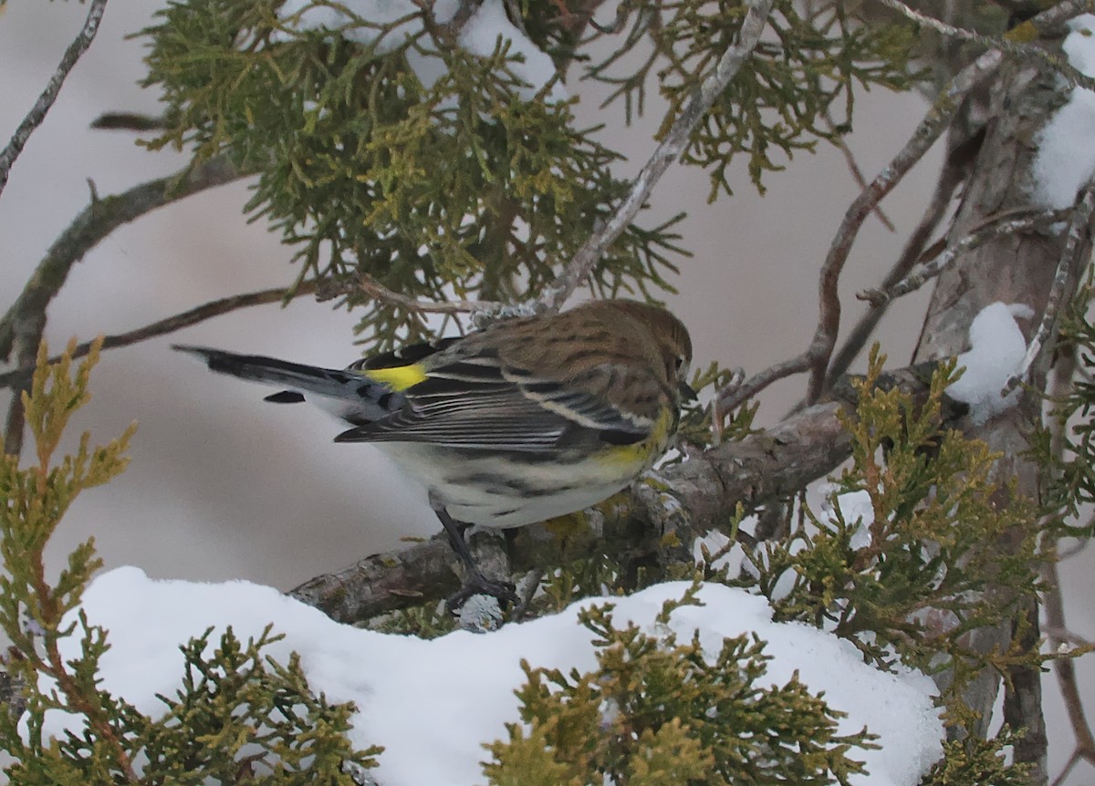 Yellow-rumped Warbler - ML646219444