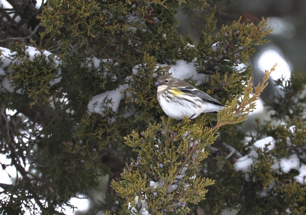 Yellow-rumped Warbler - ML646219446