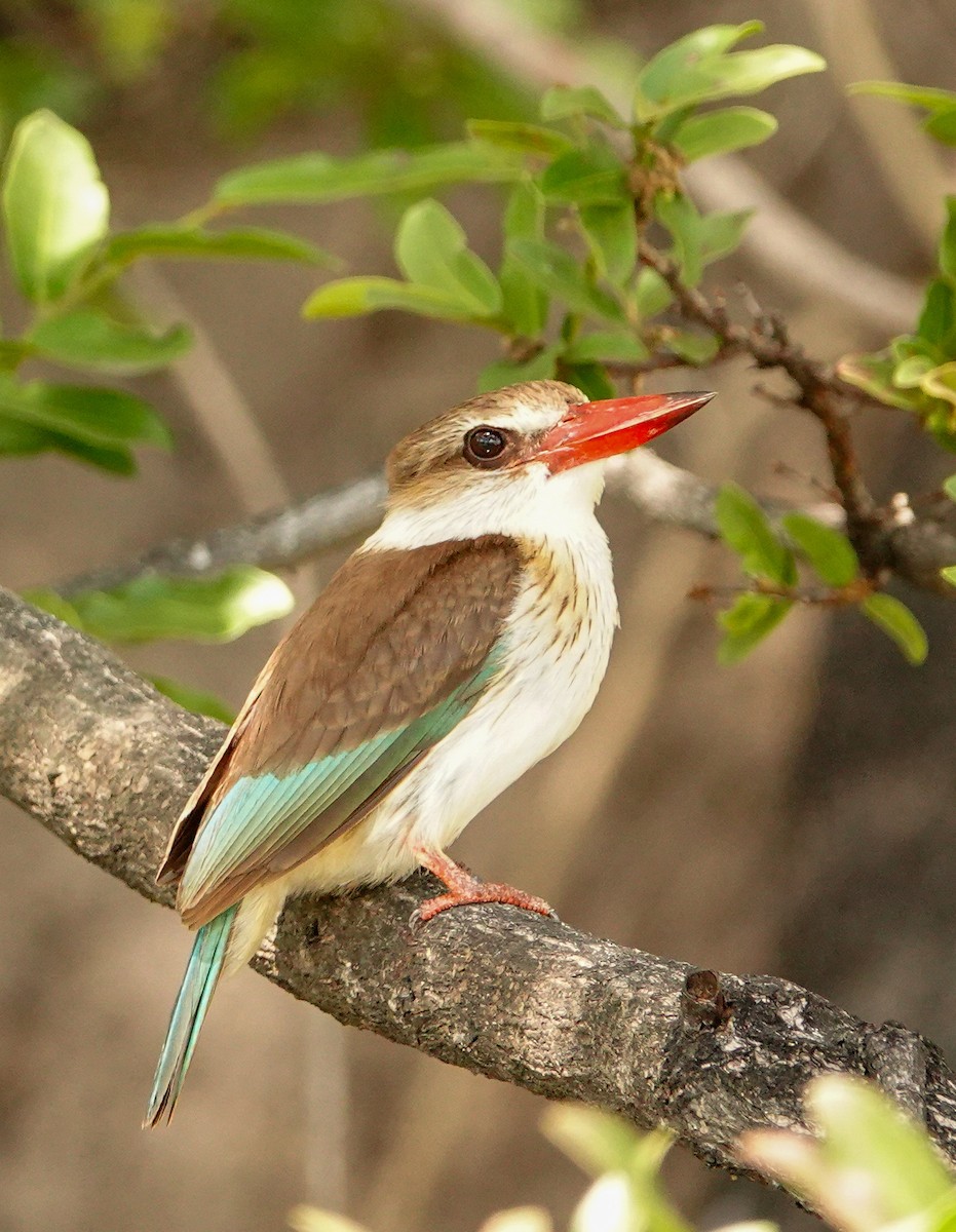 Brown-hooded Kingfisher - ML646219449