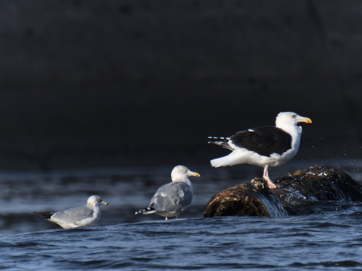 Kaio hauskara amerikarra - ML646219450