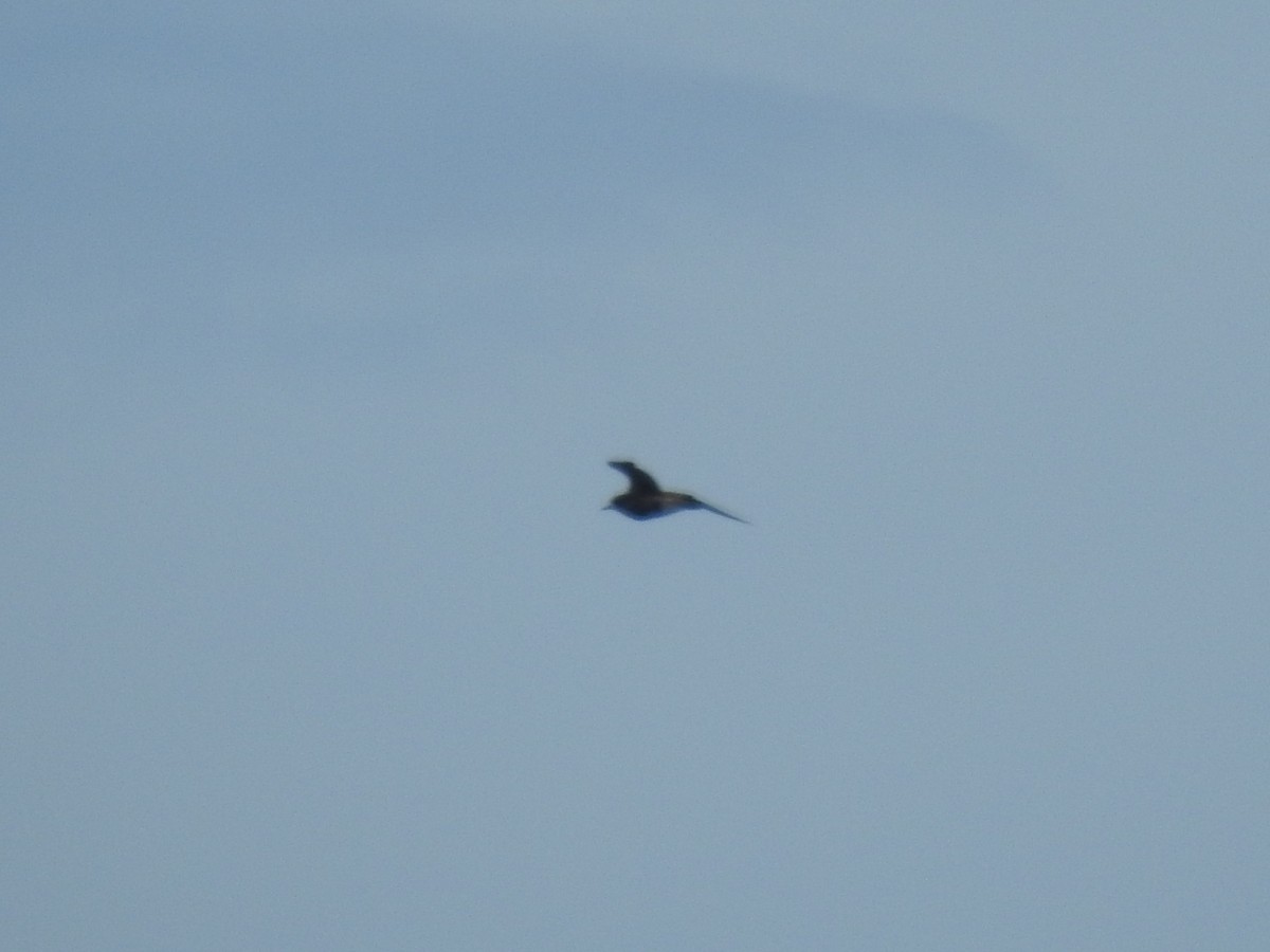 Urre-txirri siberiarra - ML646219451