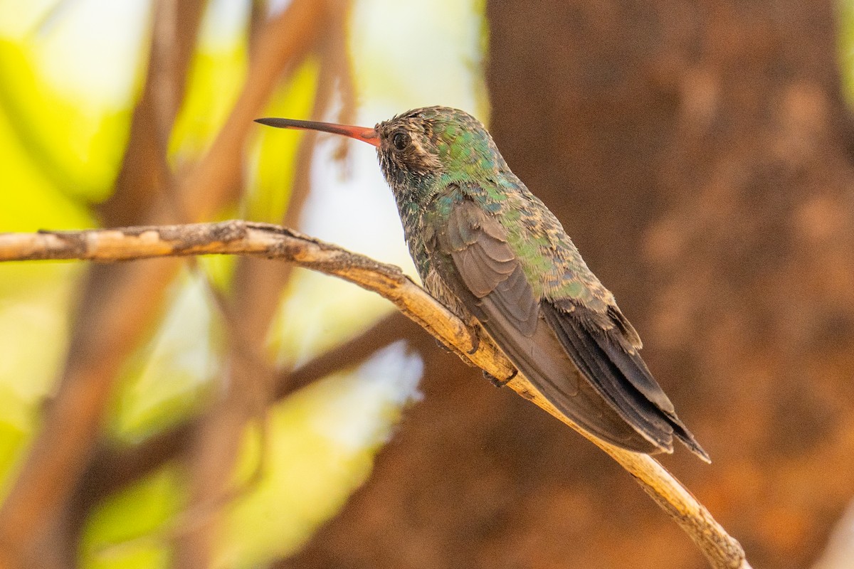 Broad-billed Hummingbird - ML646219472