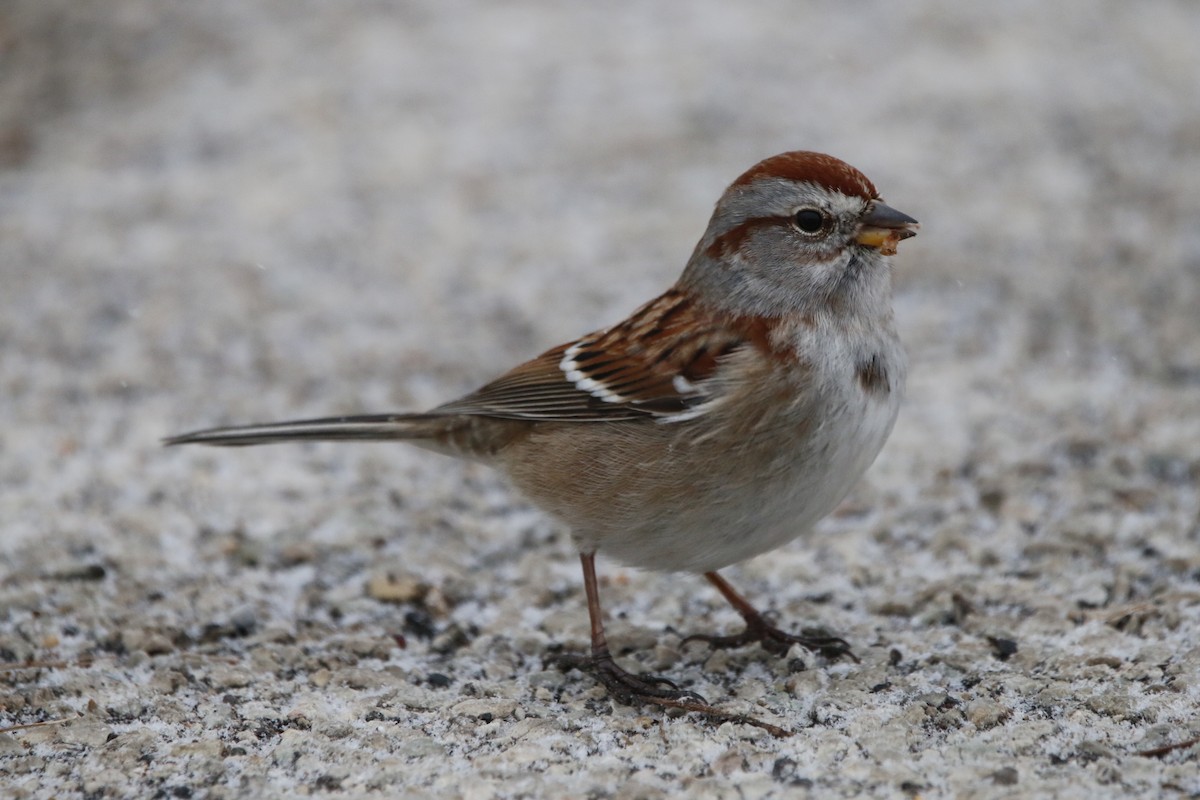 American Tree Sparrow - ML646219473