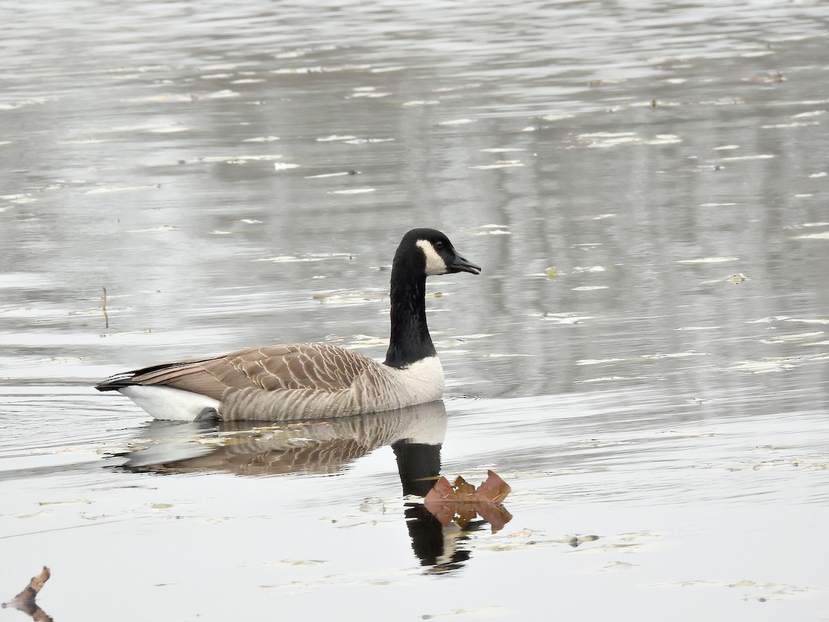 Branta kanadar handia - ML646219478
