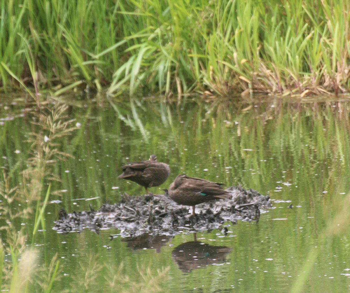 Pacific Black Duck/Mallard - ML646219480