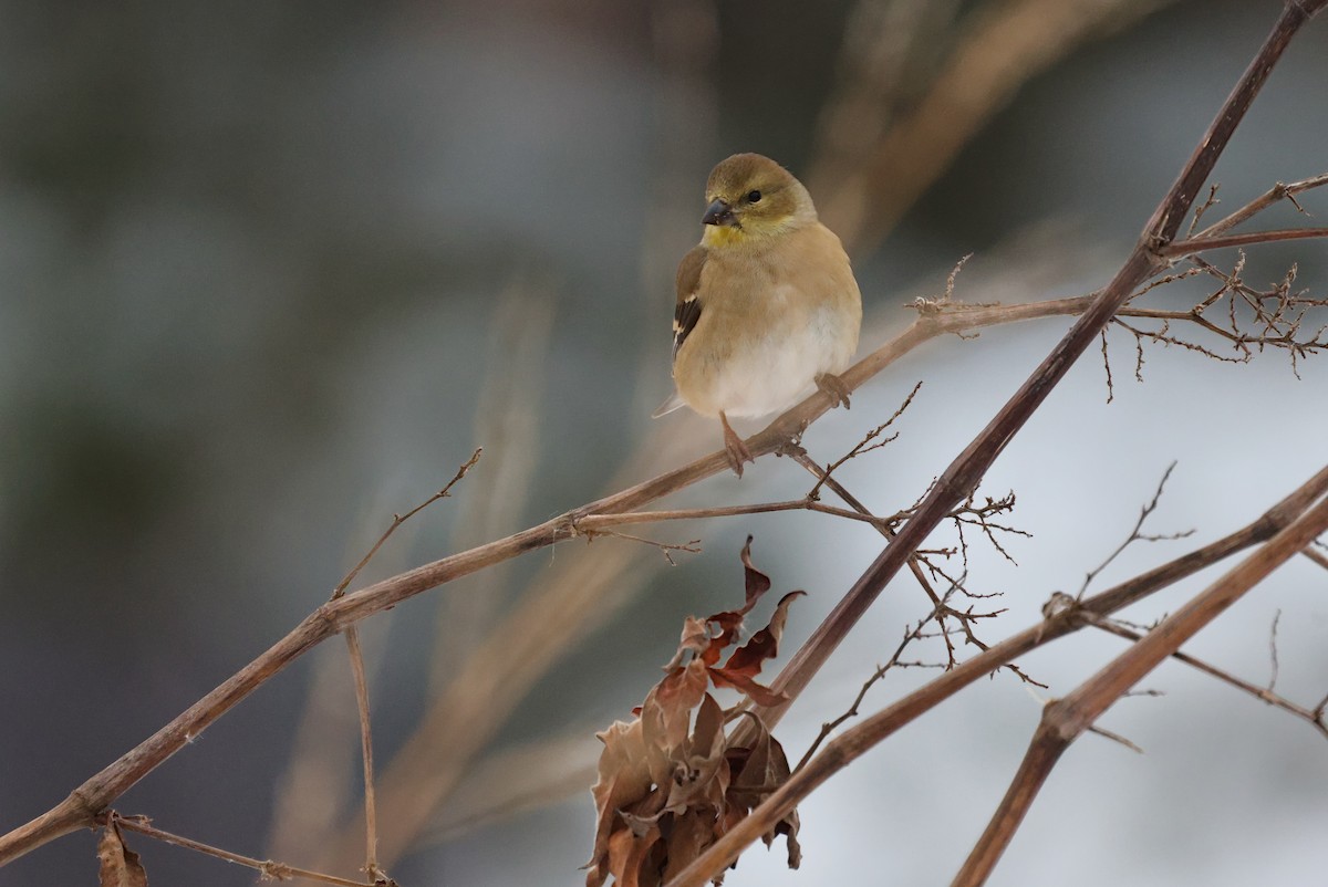 American Goldfinch - ML646219481