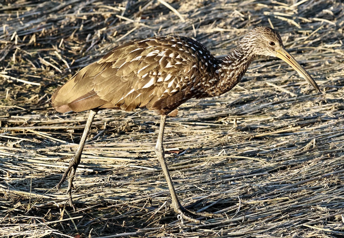 Karraoa - ML646219482