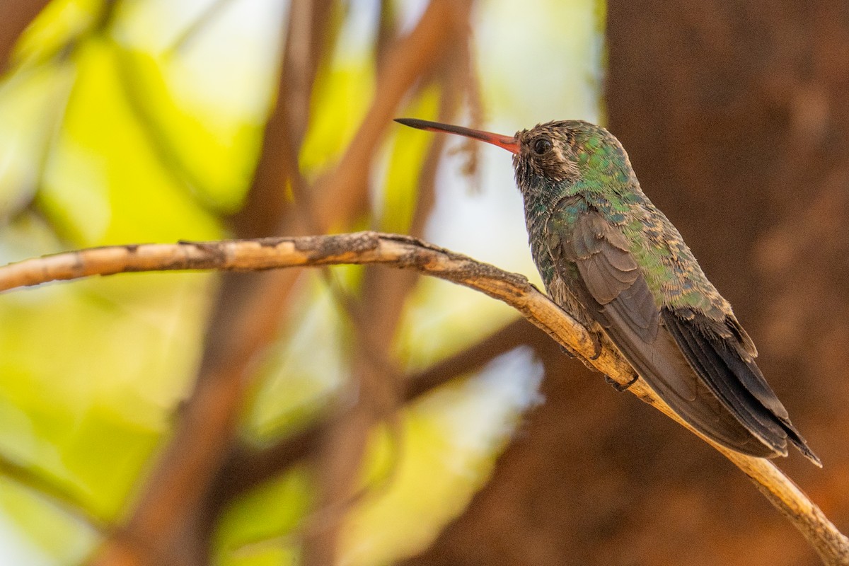 Broad-billed Hummingbird - ML646219483