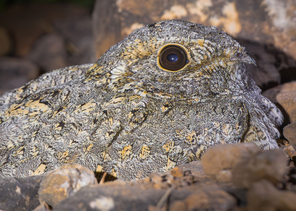 Sykes's Nightjar - ML646219484