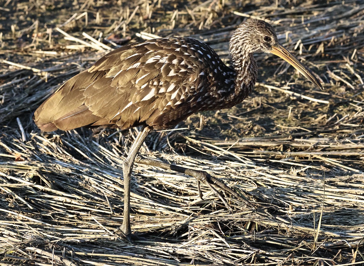 Karraoa - ML646219485