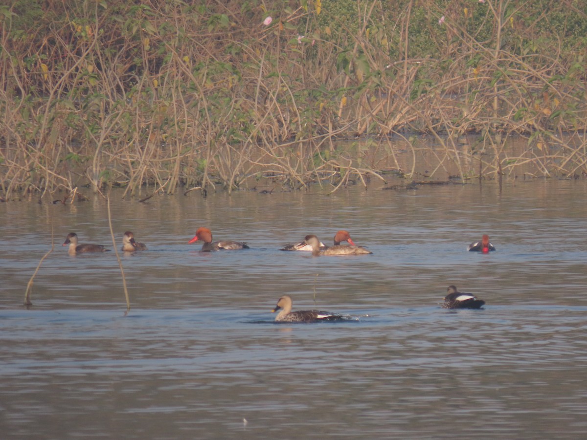 Ahate gorrizta - ML646219487