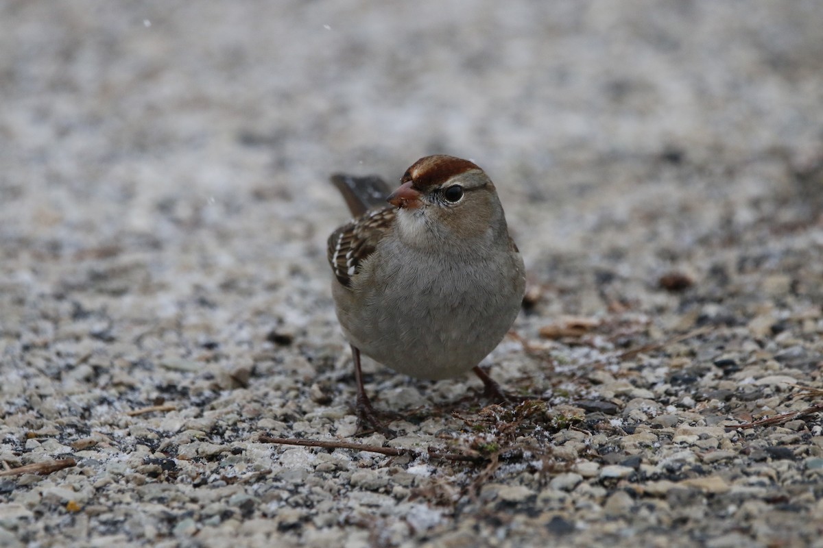 White-crowned Sparrow - ML646219488