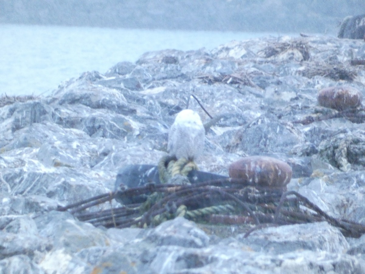 Elur-hontza - ML646219489