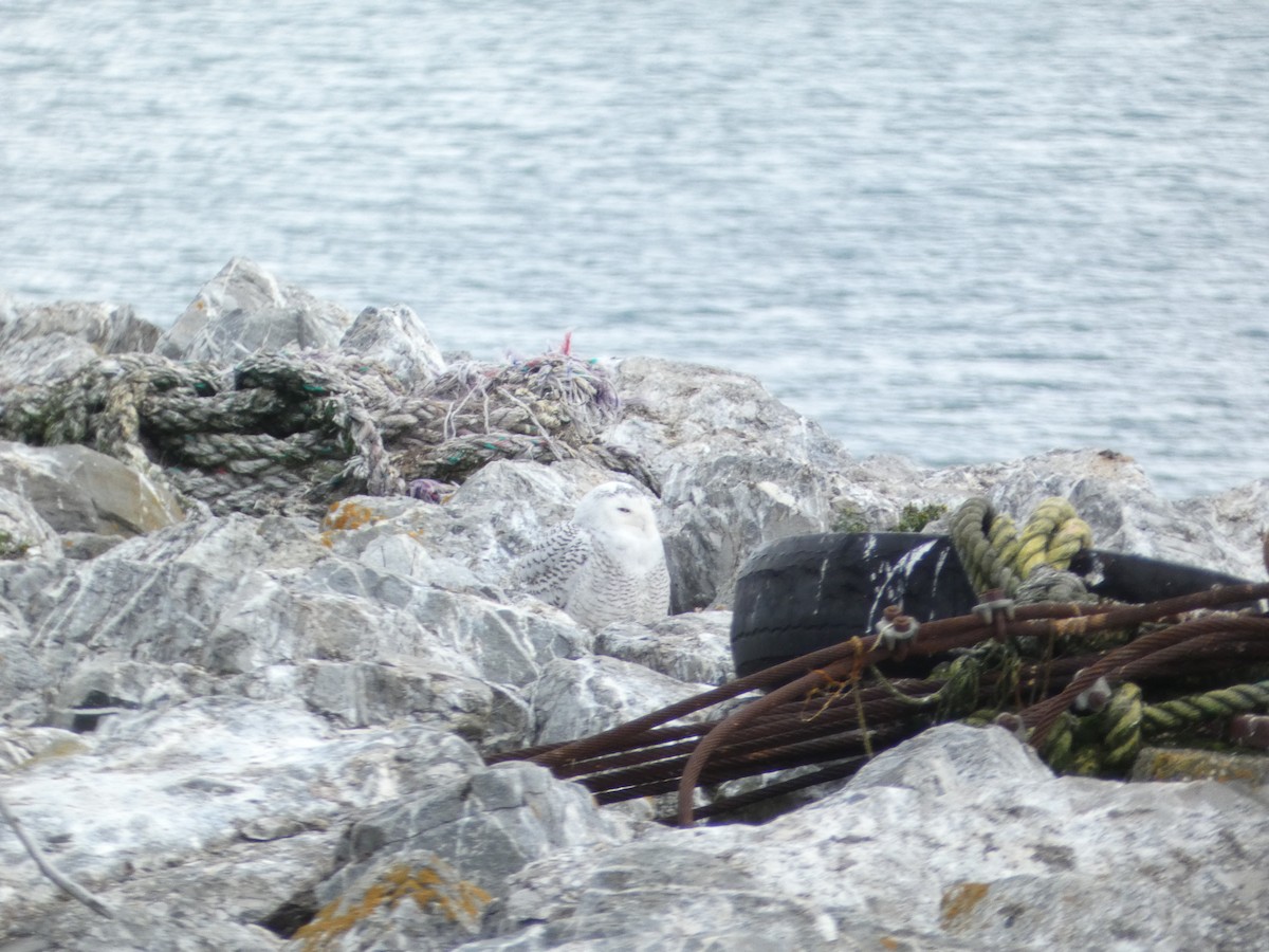 Elur-hontza - ML646219490