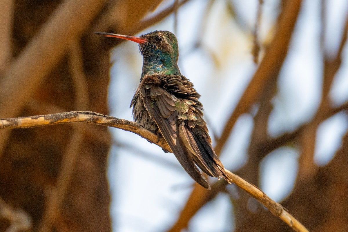 Broad-billed Hummingbird - ML646219491