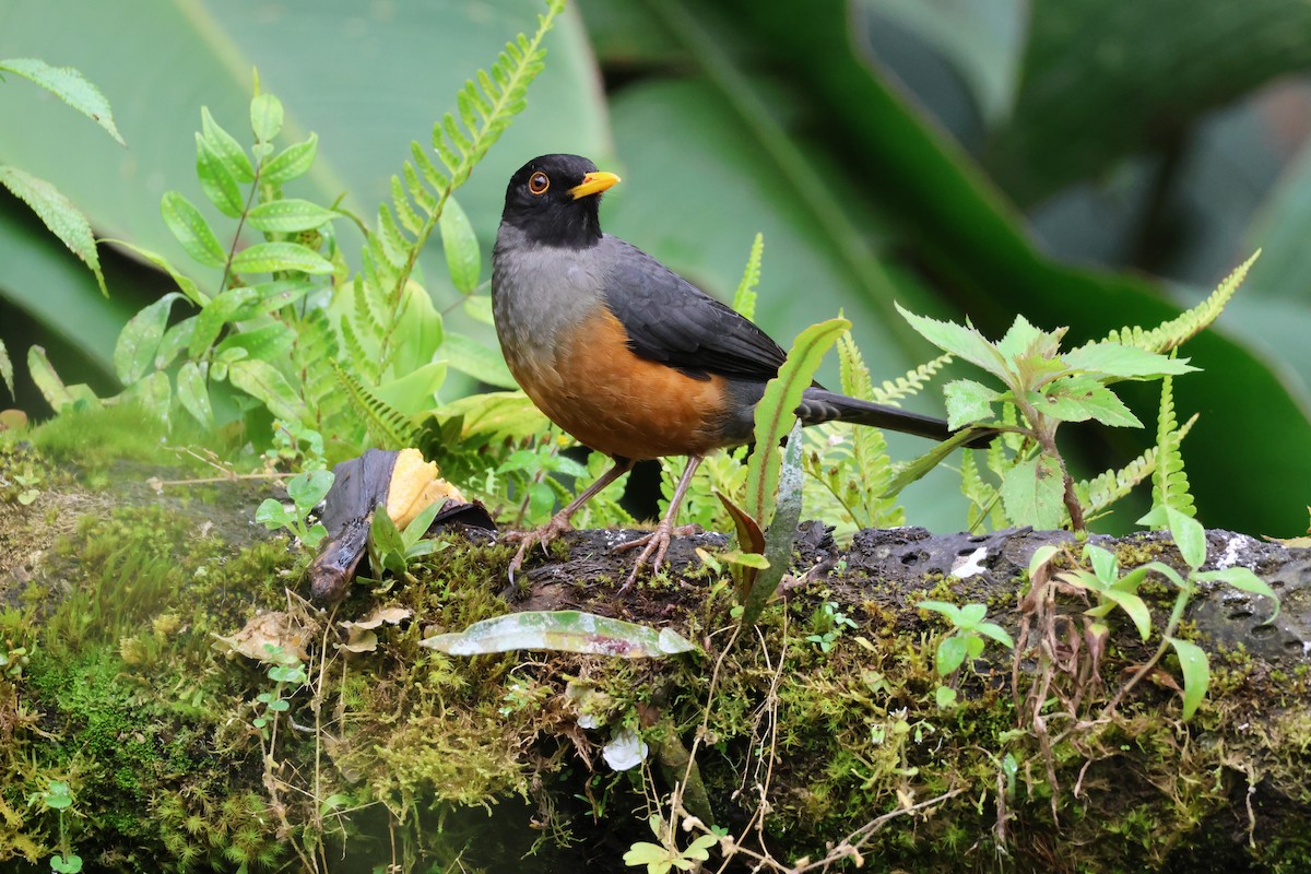 Chestnut-bellied Thrush - ML646219492