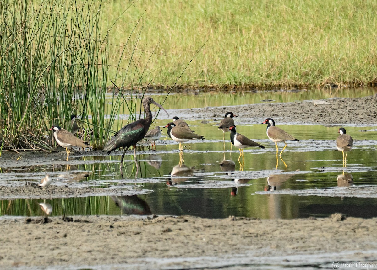 Hegabera musugorria - ML646219493