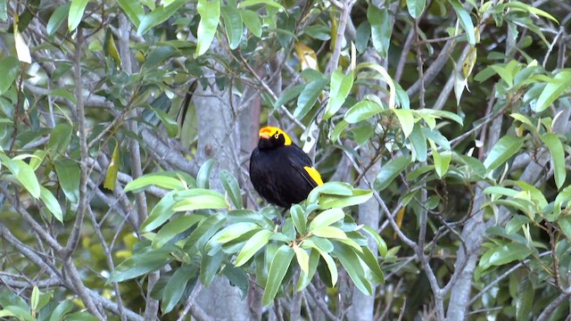 Pergolero Regente - ML646219496