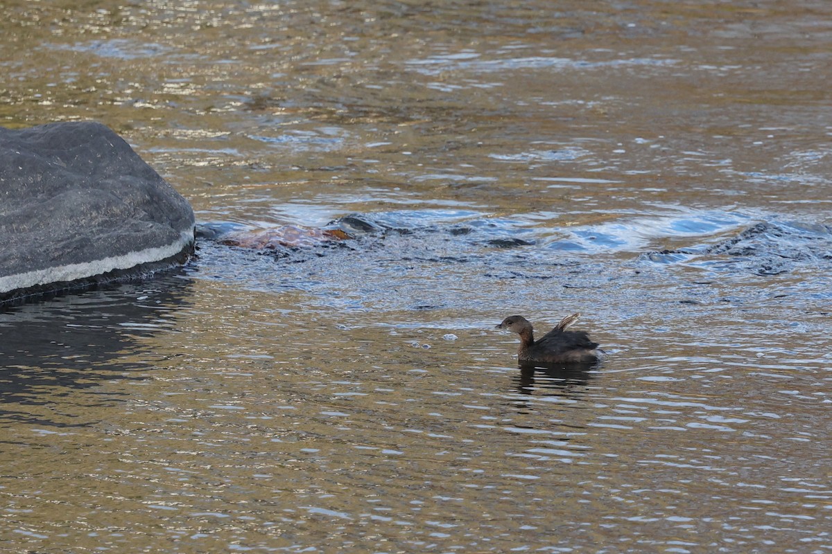 Txilinporta mokolodia - ML646219497