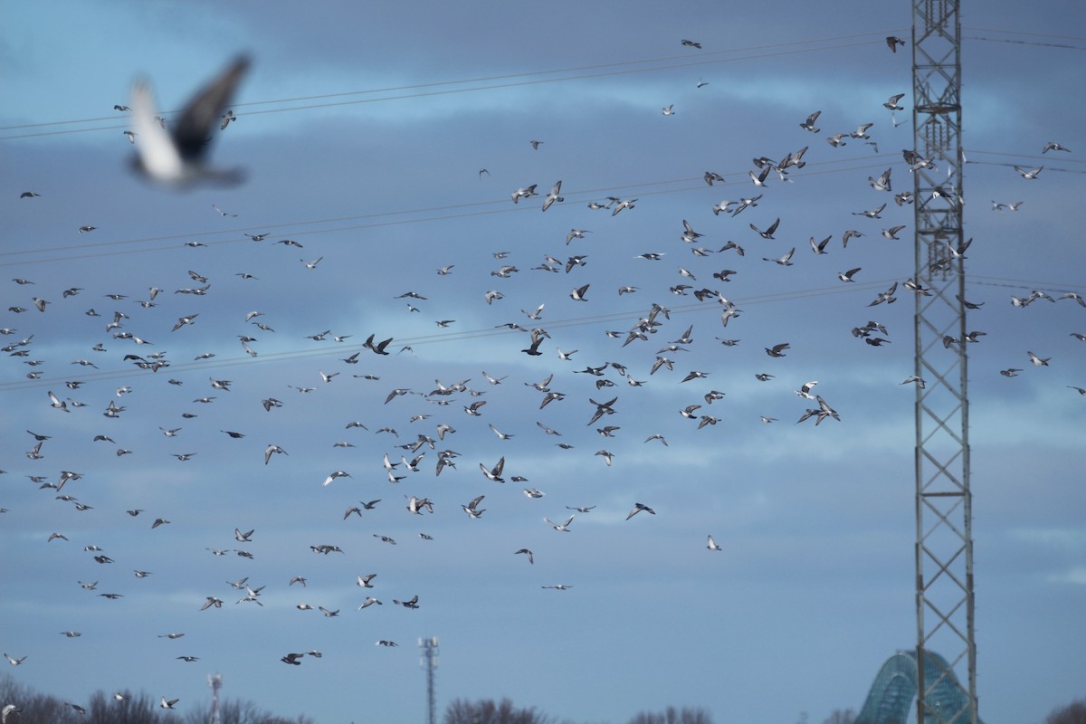 Haitz-usoa (etxekoa) - ML646219498