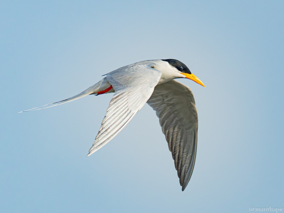River Tern - ML646219499