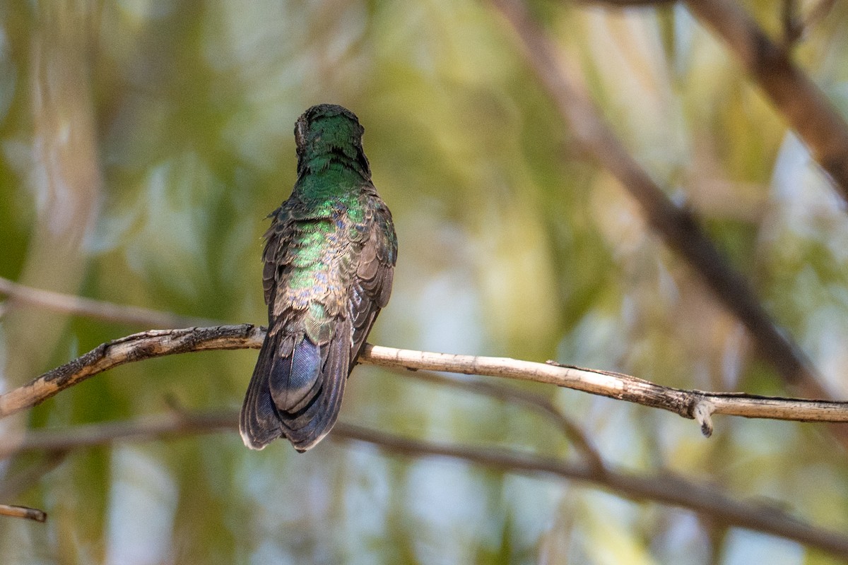 Broad-billed Hummingbird - ML646219500