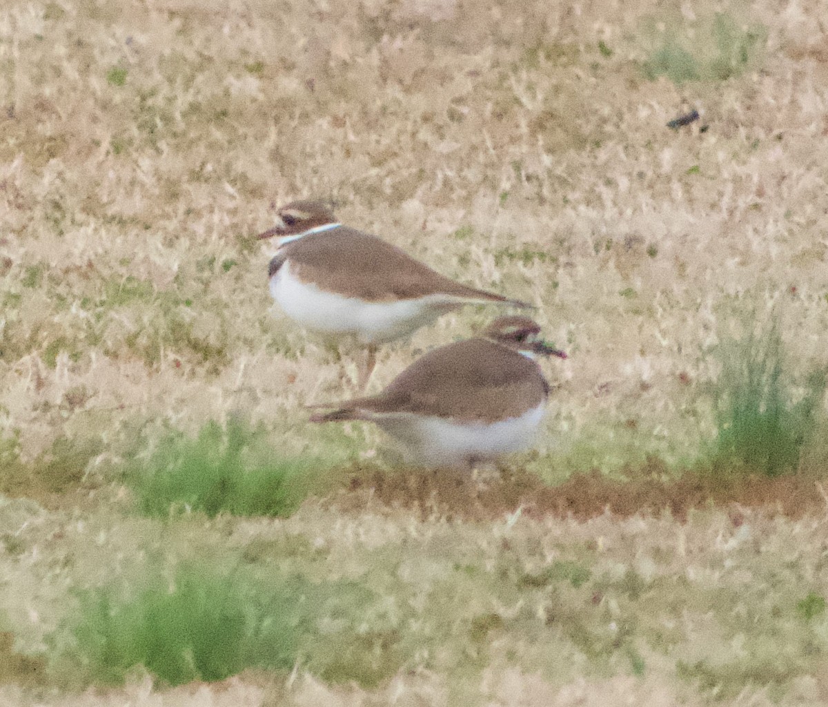 Killdeer - ML646219501