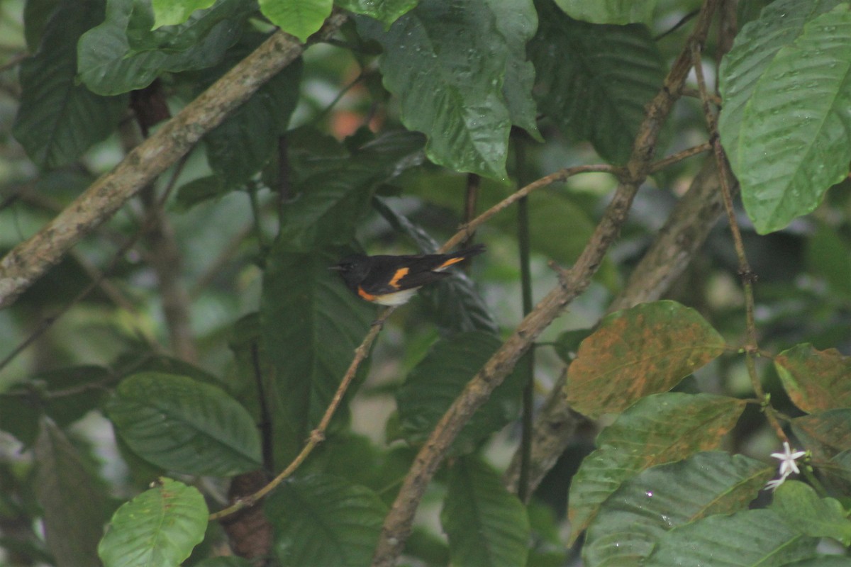 סבכון חכלילי - ML646219503