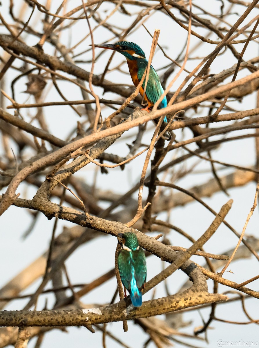 שלדג גמדי - ML646219505