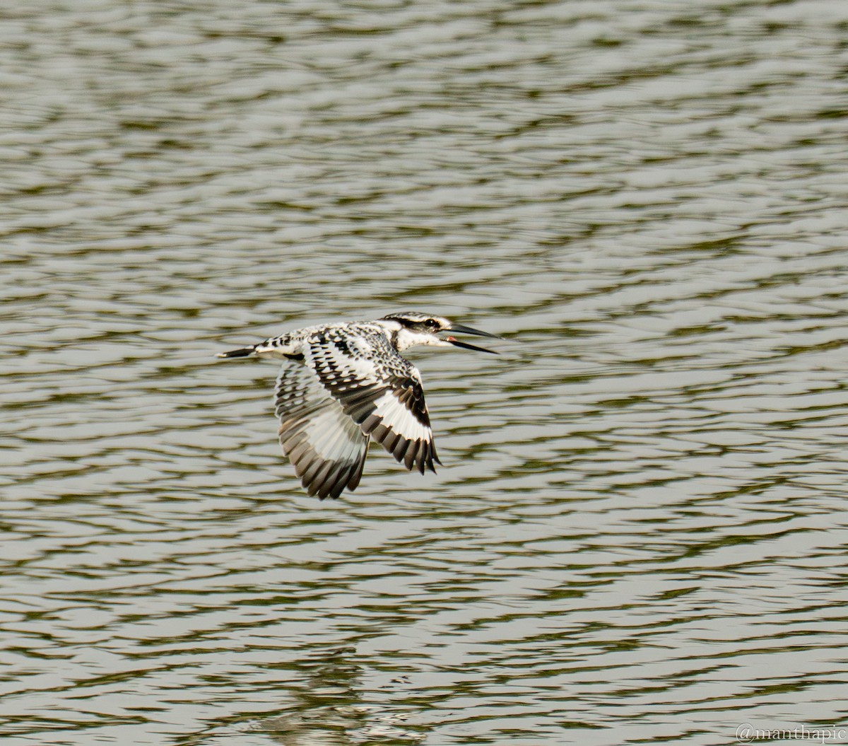 פרפור עקוד - ML646219508