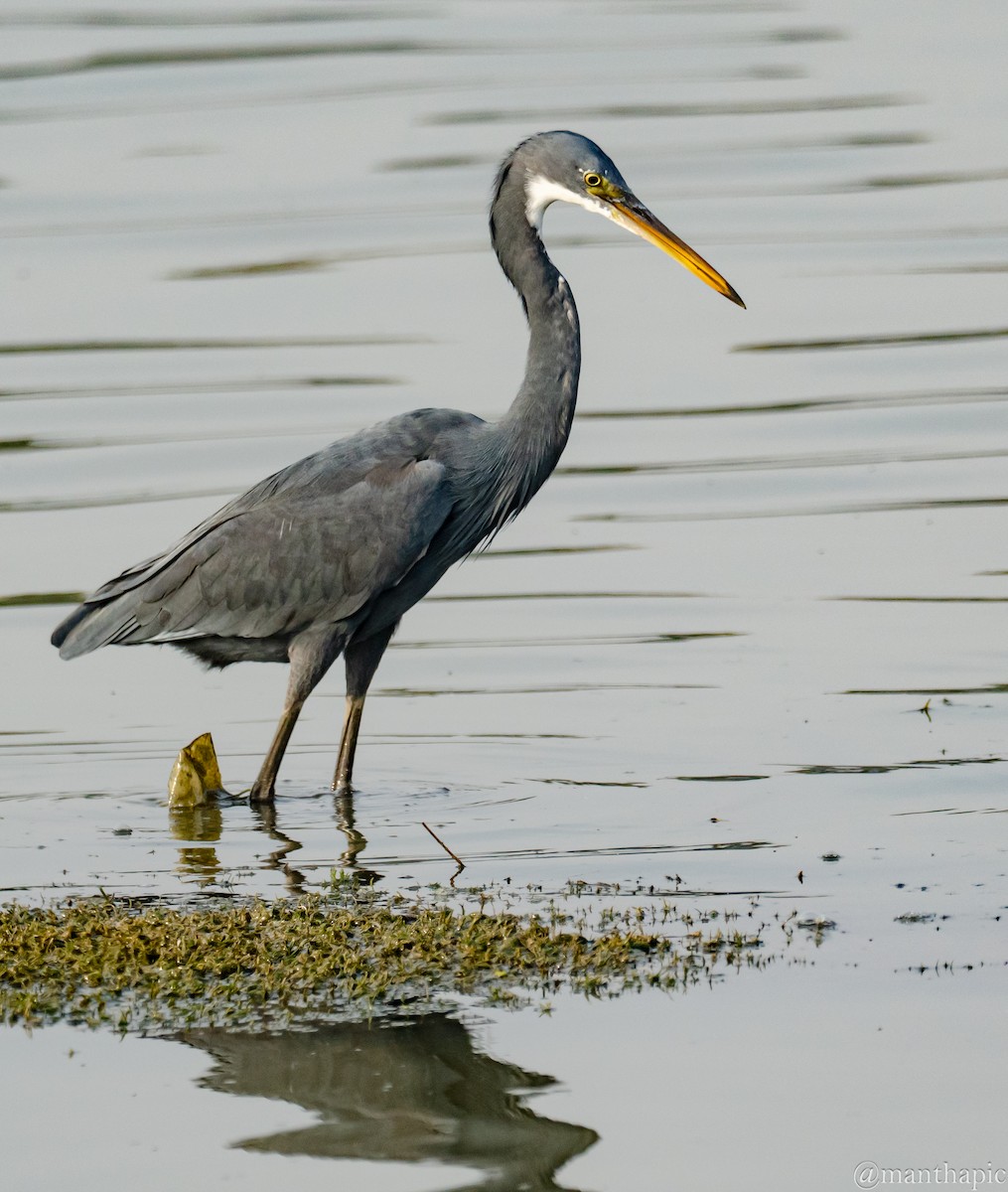 לבנית ים-סוף - ML646219510