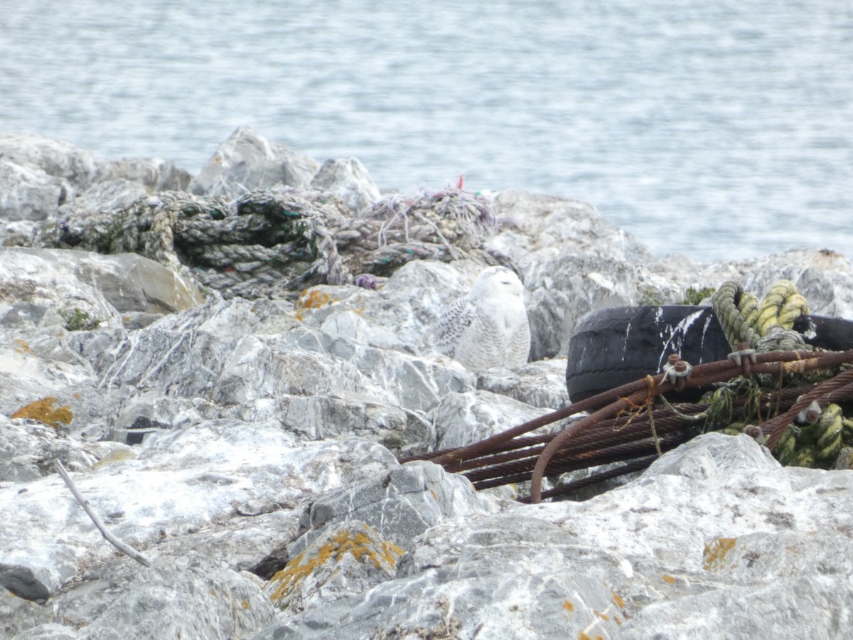 Snowy Owl - ML646219512