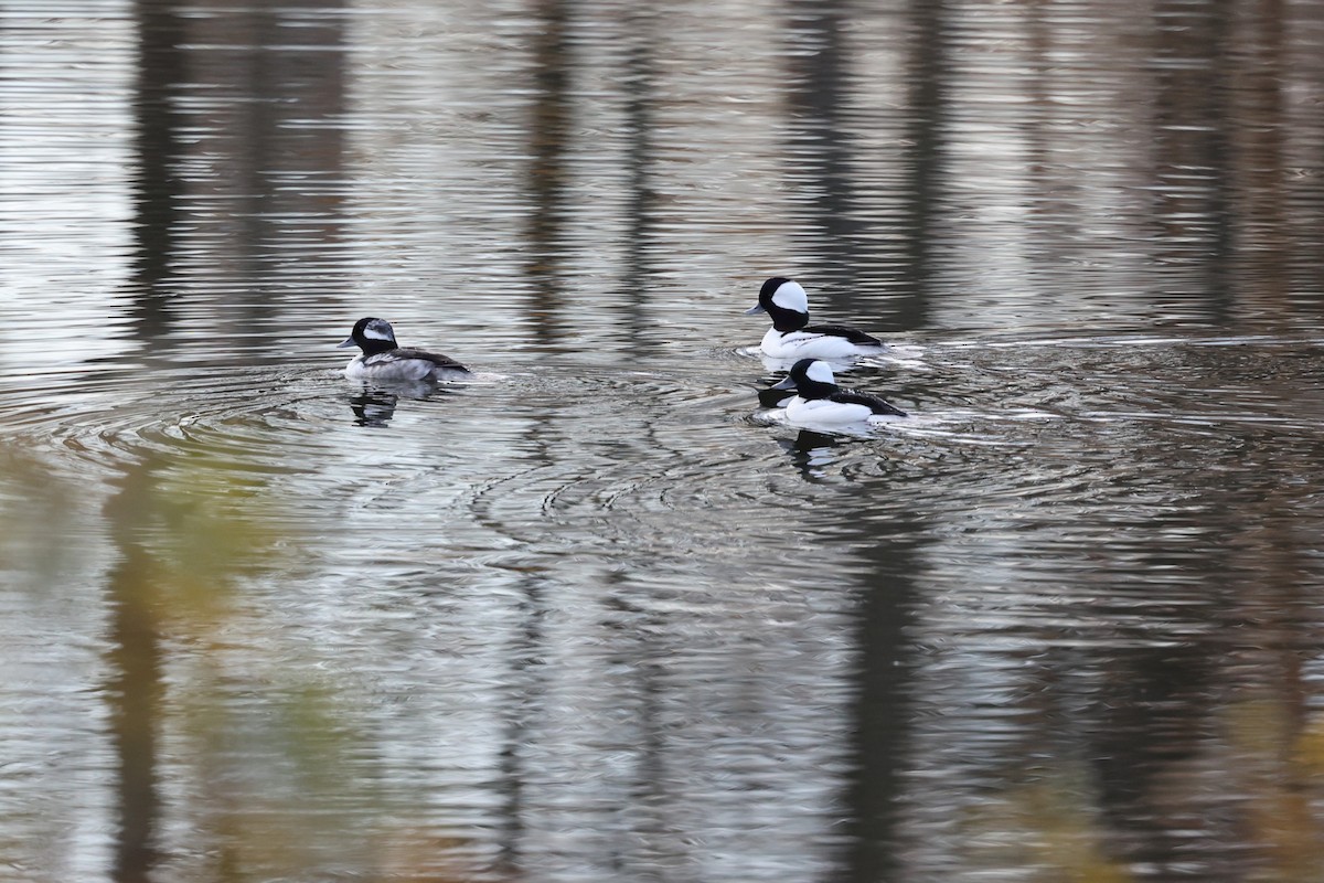 Гоголь-головастик - ML646219513