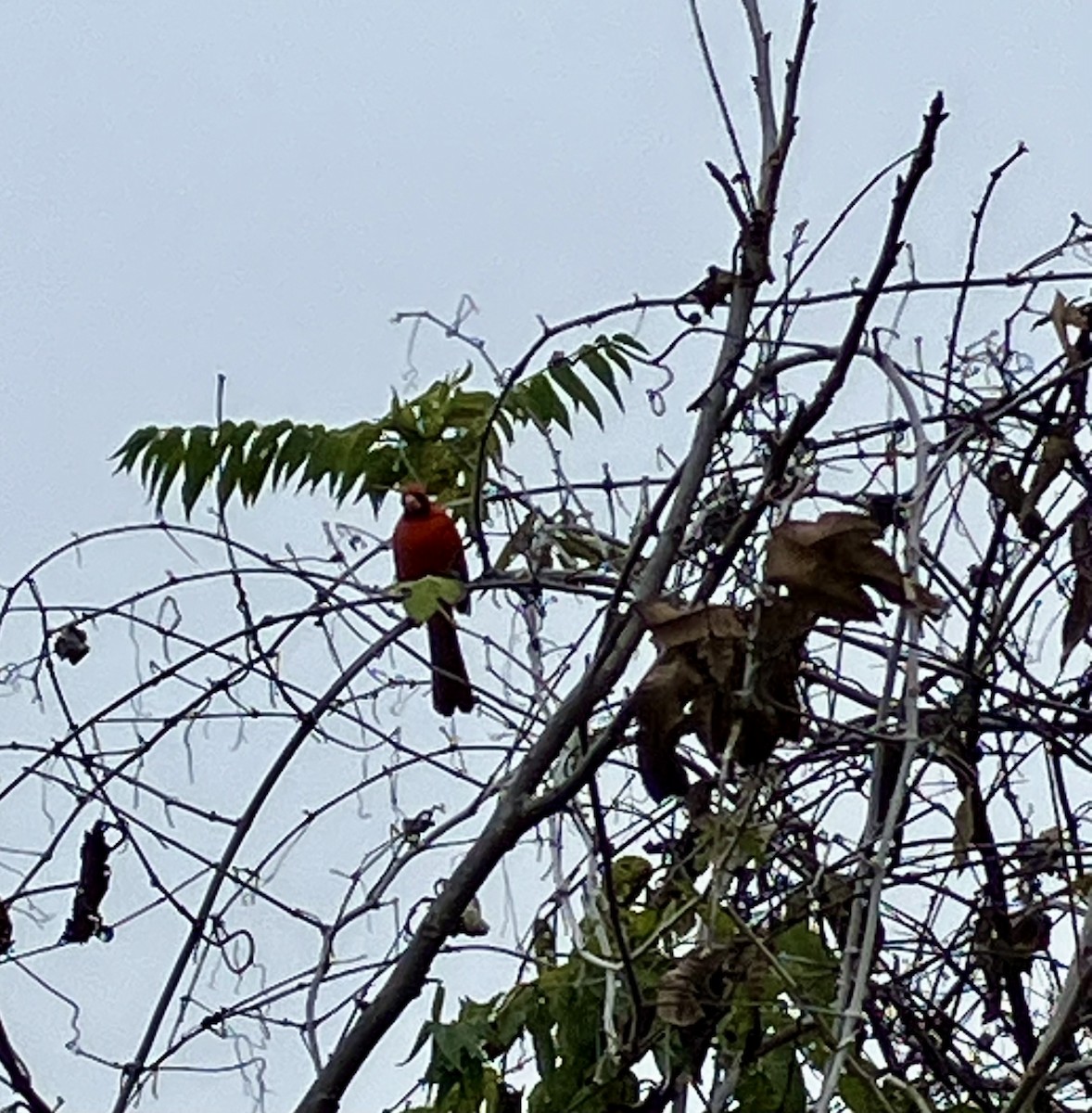 Northern Cardinal - ML646219514