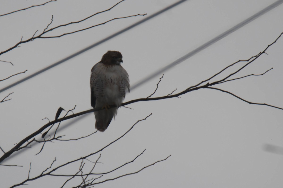 Red-tailed Hawk - ML646219522