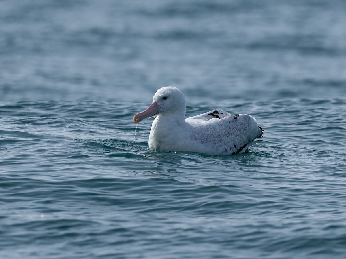 vandrealbatross - ML646219524