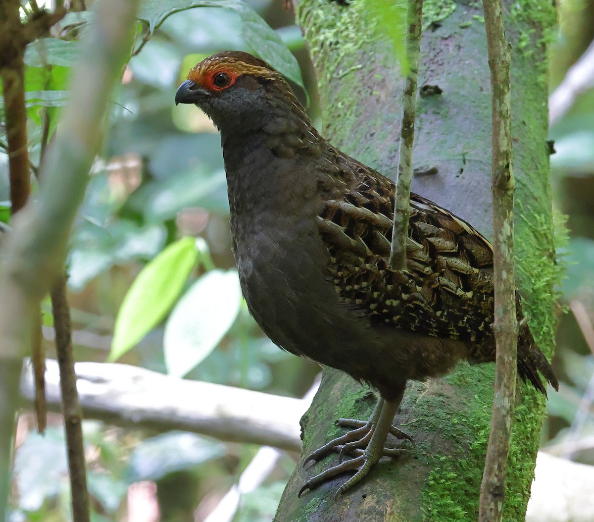 Spot-winged Wood-Quail - ML646219525