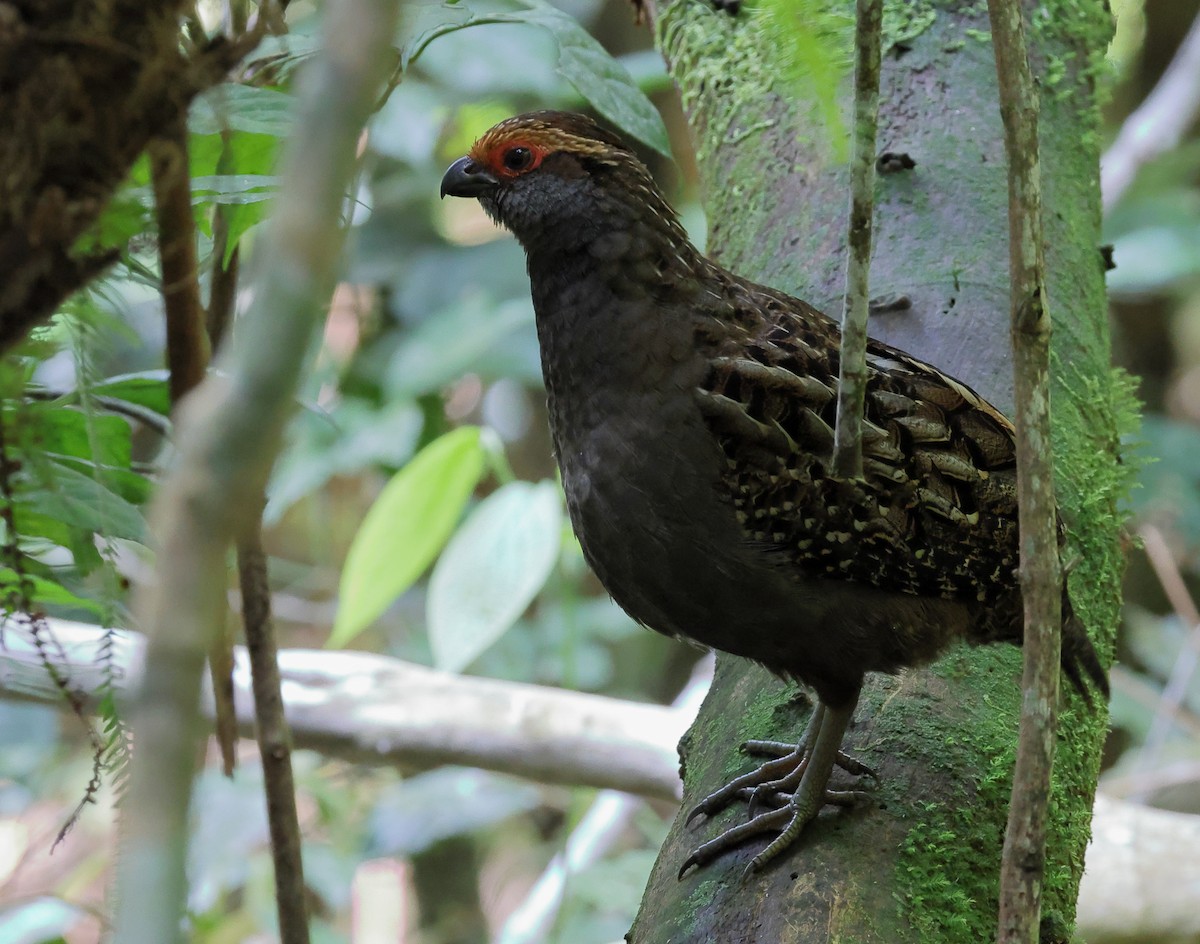 Spot-winged Wood-Quail - ML646219526