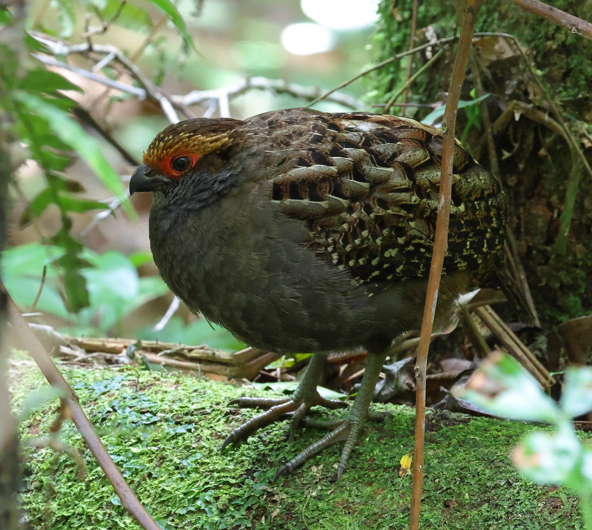 Spot-winged Wood-Quail - ML646219527