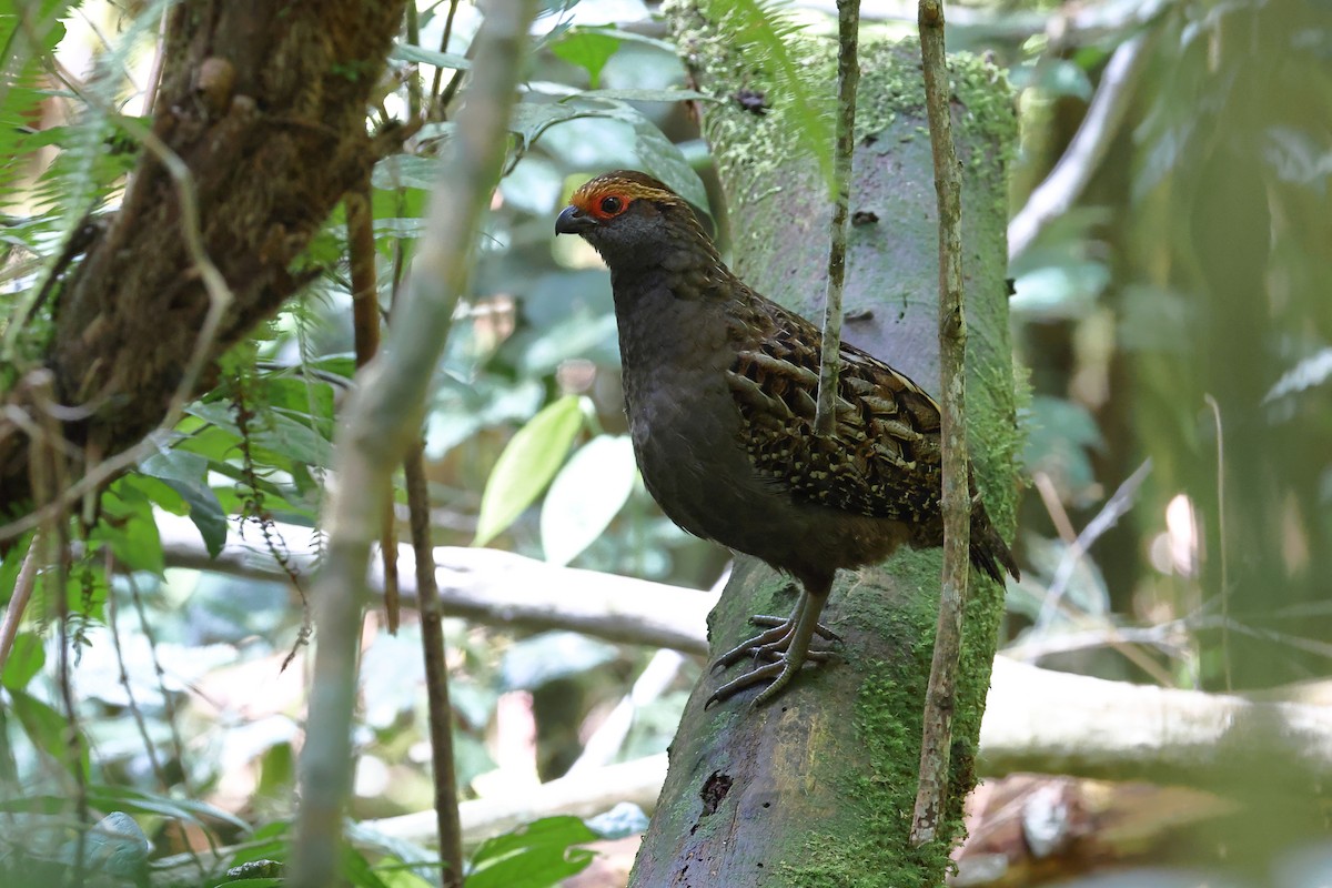 Spot-winged Wood-Quail - ML646219528
