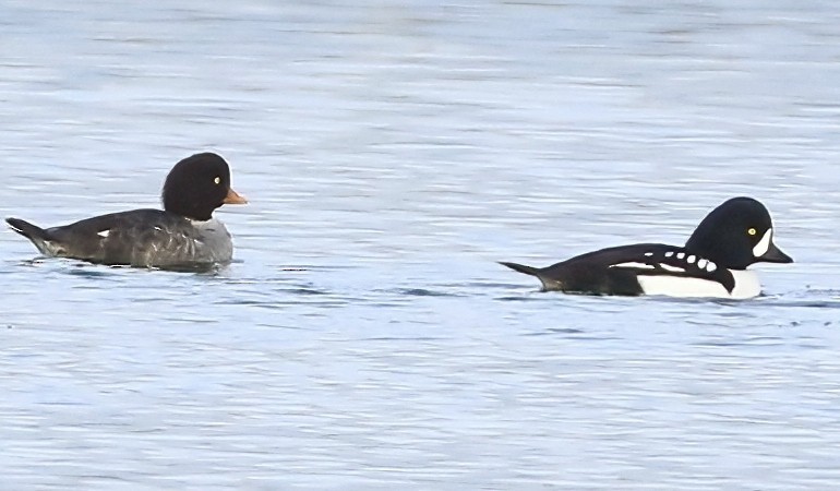 Murgilari islandiarra - ML646219529