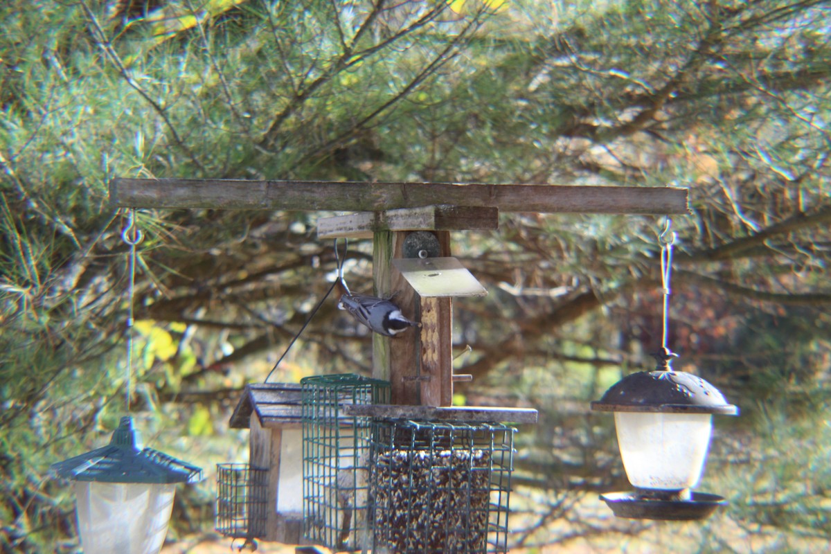 Sittelle à poitrine blanche - ML646219530