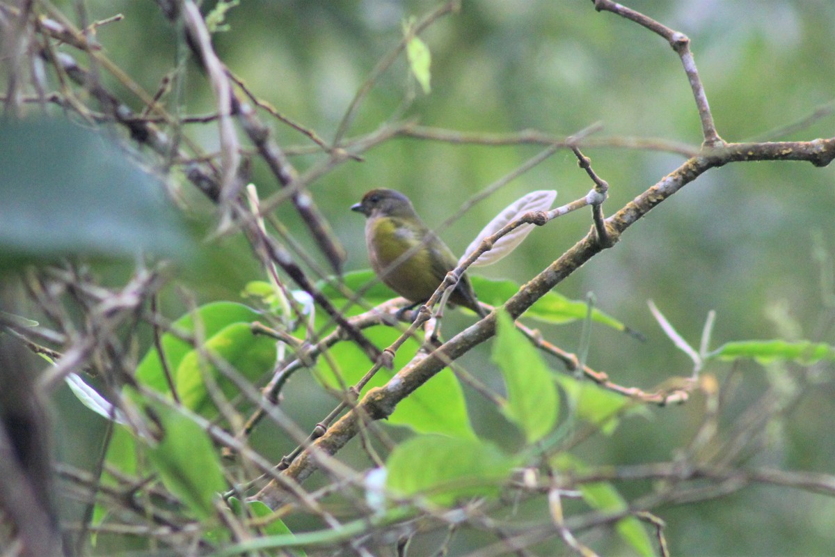 Orange-bellied Euphonia - ML646219531
