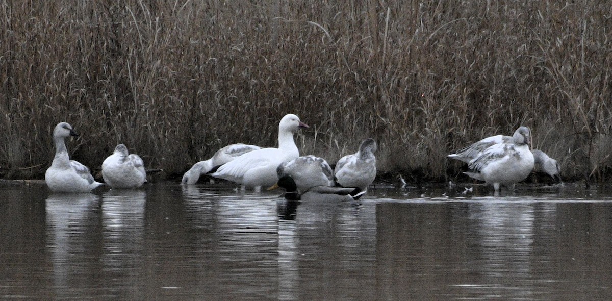Snow Goose - ML646219542