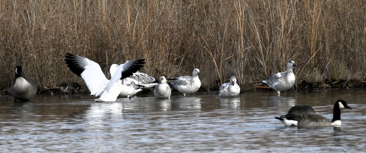 Snow Goose - ML646219543