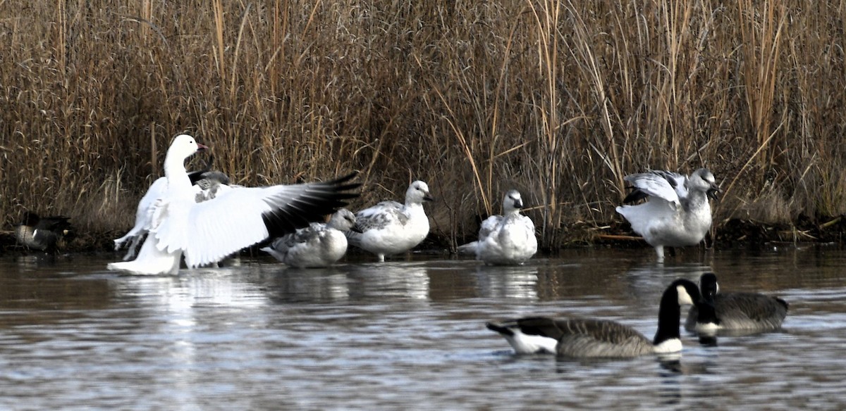 Snow Goose - ML646219545